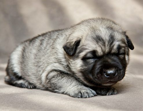 Black masked silver sable boy born April 15th 2026 Sleeping puppy with a brindle coat resting on a soft surface.