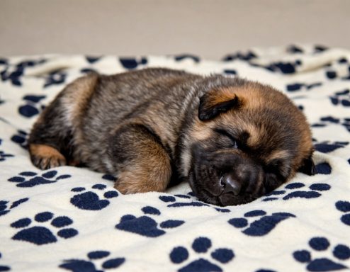 Sable male born April 15th Sleeping puppy on a patterned blanket with paw prints.