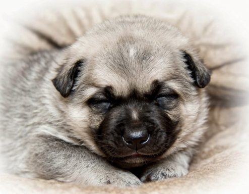 Black masked silver sable boy born April 15th 2026 Sleepy puppy with a soft, fluffy coat resting peacefully.
