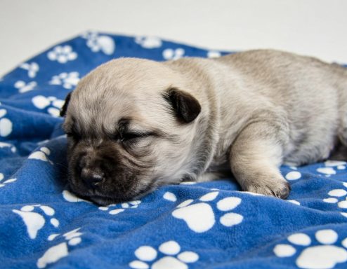 Black masked silver sable boy born April 15th 2026 Sleeping puppy on a blue blanket with paw prints.