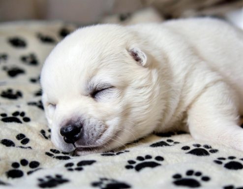 White Female born April 15th Sleeping white puppy on a paw print-patterned blanket.